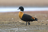 Image. Australian Shelduck
