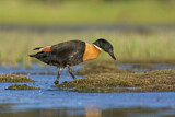 Image. Australian Shelduck