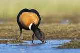 Image. Australian Shelduck
