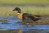 Image. Australian Shelduck
