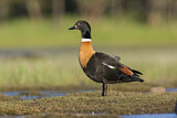 Image. Australian Shelduck