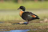 Image. Australian Shelduck