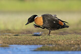 Image. Australian Shelduck
