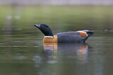 Image. Australian Shelduck
