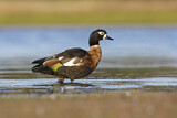 Image. Australian Shelduck