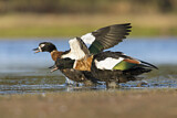 Image. Australian Shelduck