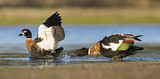Image. Australian Shelduck