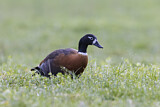 Image. Australian Shelduck