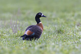 Image. Australian Shelduck