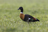 Image. Australian Shelduck