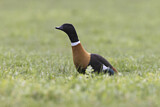Image. Australian Shelduck