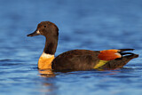 Image. Australian Shelduck