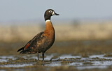 Image. Australian Shelduck