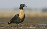 Image. Australian Shelduck