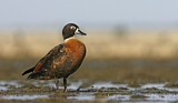 Image. Australian Shelduck
