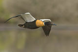 Image. Australian Shelduck