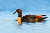 Image. Australian Shelduck