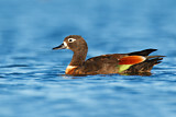 Image. Australian Shelduck