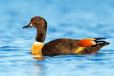 Image. Australian Shelduck