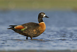 Image. Australian Shelduck