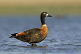 Image. Australian Shelduck