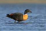 Image. Australian Shelduck