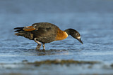 Image. Australian Shelduck