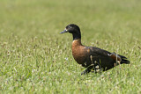 Image. Australian Shelduck