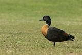 Image. Australian Shelduck
