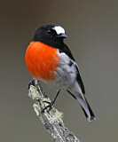 Image. Australienscharlachschnäpper