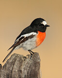 Image. Australienscharlachschnäpper