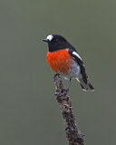 Image. Australienscharlachschnäpper