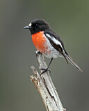 Image. Australienscharlachschnäpper