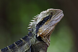 Image. Australische Wasseragame