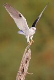 Image. Australischer Gleitaar