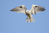 Image. Australischer Gleitaar