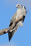 Image. Australischer Gleitaar