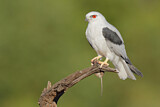 Image. Australischer Gleitaar