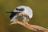 Image. Australischer Gleitaar