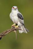 Image. Australischer Gleitaar
