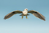 Image. Australischer Gleitaar