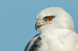 Image. Australischer Gleitaar