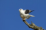 Image. Australischer Gleitaar