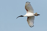 Image. Australischer Ibis