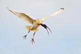 Image. Australischer Ibis