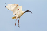 Image. Australischer Ibis