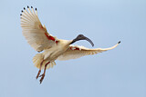 Image. Australischer Ibis