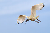 Image. Australischer Ibis
