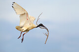 Image. Australischer Ibis