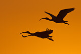 Image. Australischer Ibis